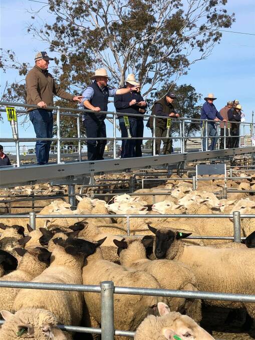 CHANGING HANDS: A file image from the catwalk at the weekly Corowa sheep and lamb market. 