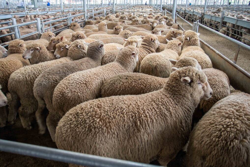 MEET THE MARKET: MD & JJ Anderson sold 75 XB Suckers on behalf of D&K Logan, Crookwell for $210ph. Picture: Supplied