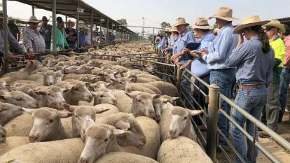 TAKING THE BIDS: A file image from the Wagga sheep and lamb market. 