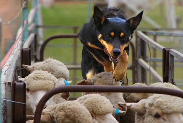 TOP WORKERS: Holbrook is set to host an inagurual working dog auction in September. Picture: Supplied 