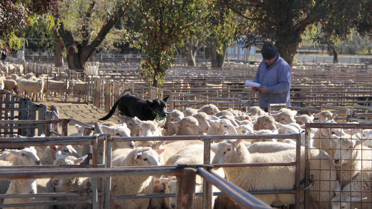 AT THE MARKET: A file image from the Cootamundra sheep and lamb sale. 