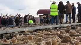 Action from the charity sheep drive held at Griffith. 
