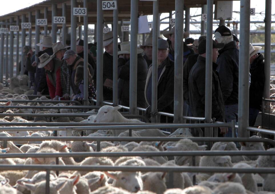 LOOKING BACK: A file image from Wagga sheep and lamb sale. 