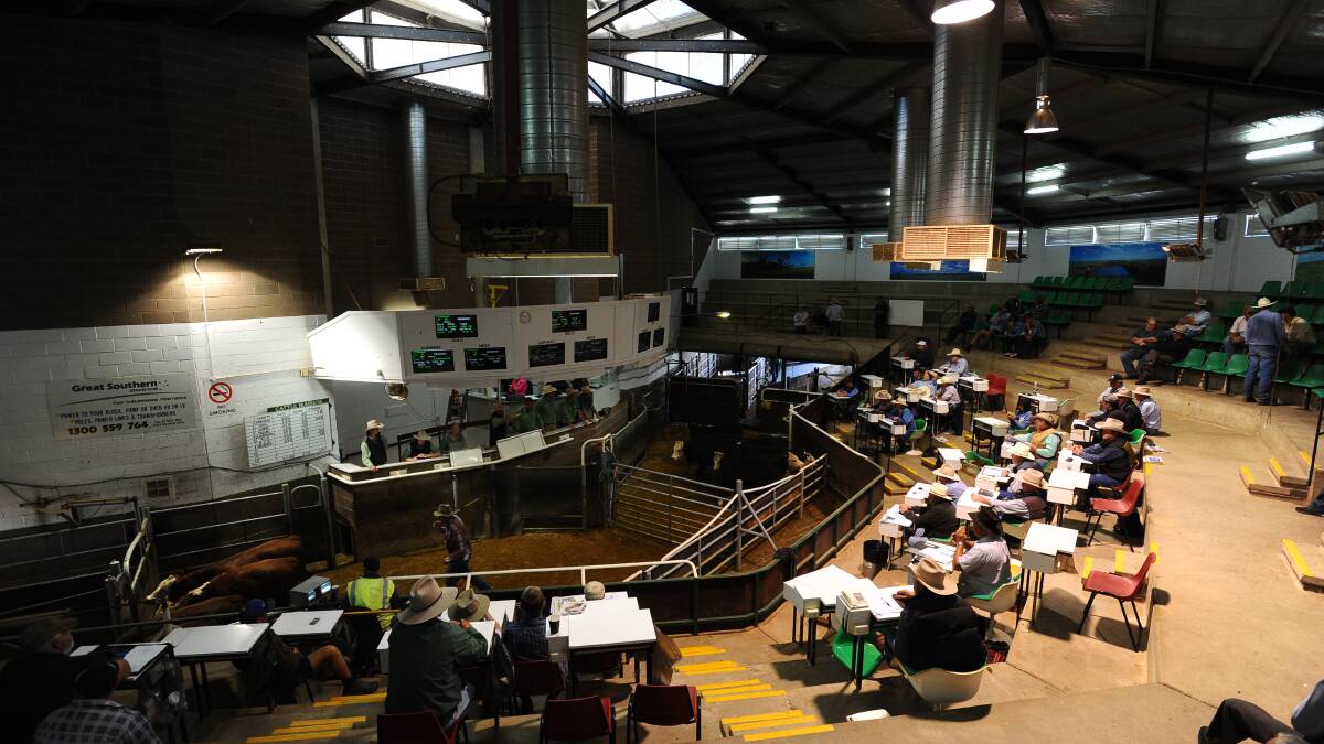 TAKING THE BIDS: Action from the Wagga Livestock Marketing Centre's cattle sale. 