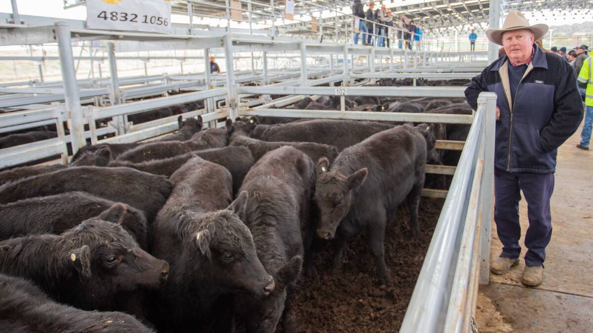 MEET THE MARKET: Marty Croker with 17 Angus steers weighing 314kg that sold for $930 at the South Eastern Livestock Exchange.