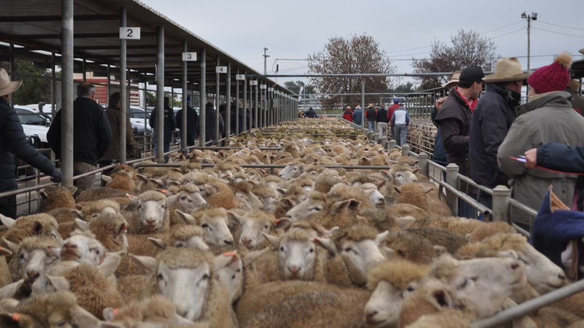 TAKING THE BIDS: Action from the Wagga sheep and lamb market. 