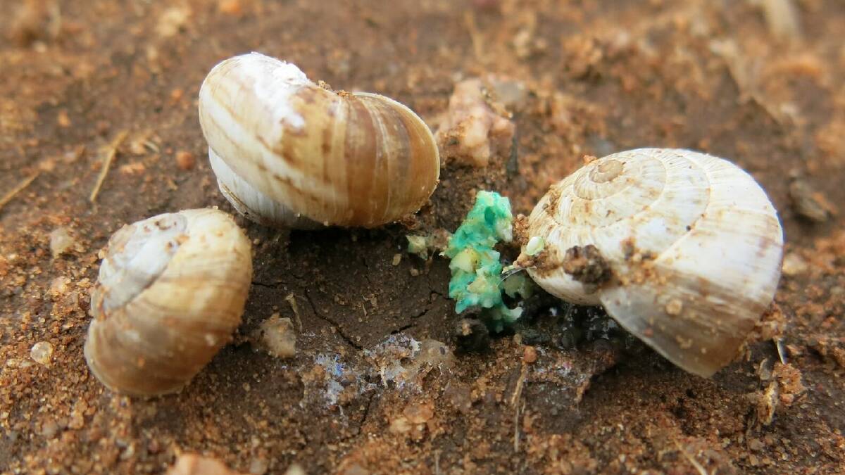 YIELD ROBBERS: Snails and slugs are threatening crops and pastures. 