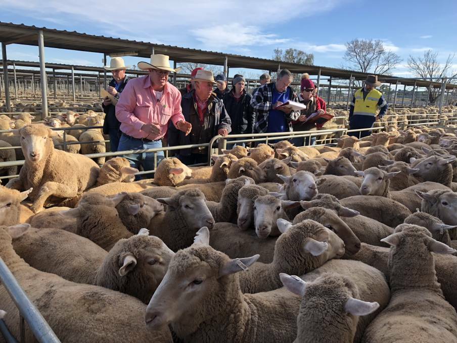 MEET THE MARKET: Elders Wagga auctioneer Joe Wilks is in full cry as he sells the offering during the Wagga sheep and lamb sale on Thursday. Picture: Nikki Reynolds
