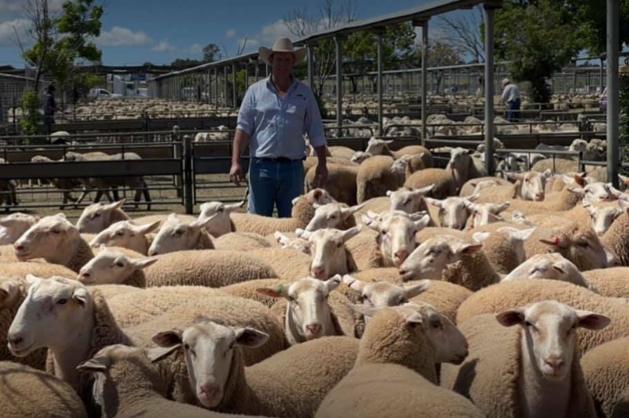 MEET THE MARKET: Tim Drum with the lambs, which broke the Australian record to make 399.20, for vendors EM & AEM Douglas, of Ungarie.