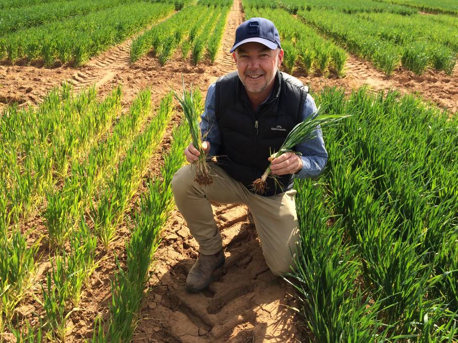 TRIAL PLOTS: NSW Department of Primary Industries crop nutrition and farming systems scientist Graeme Sandral inspects a trial of Beckom wheat. Picture: Nikki Reynolds  