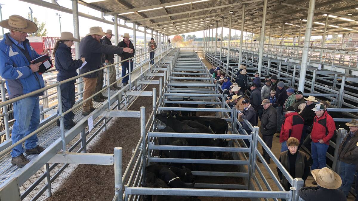 ON THE MARKET: Details from the Wagga cattle sale. Picture: Nikki Reynolds