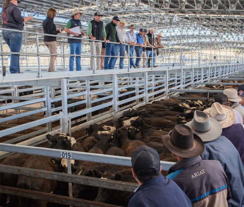 TAKING THE BIDS: Action from the South Eastern Livestock Exchange cattle market. 