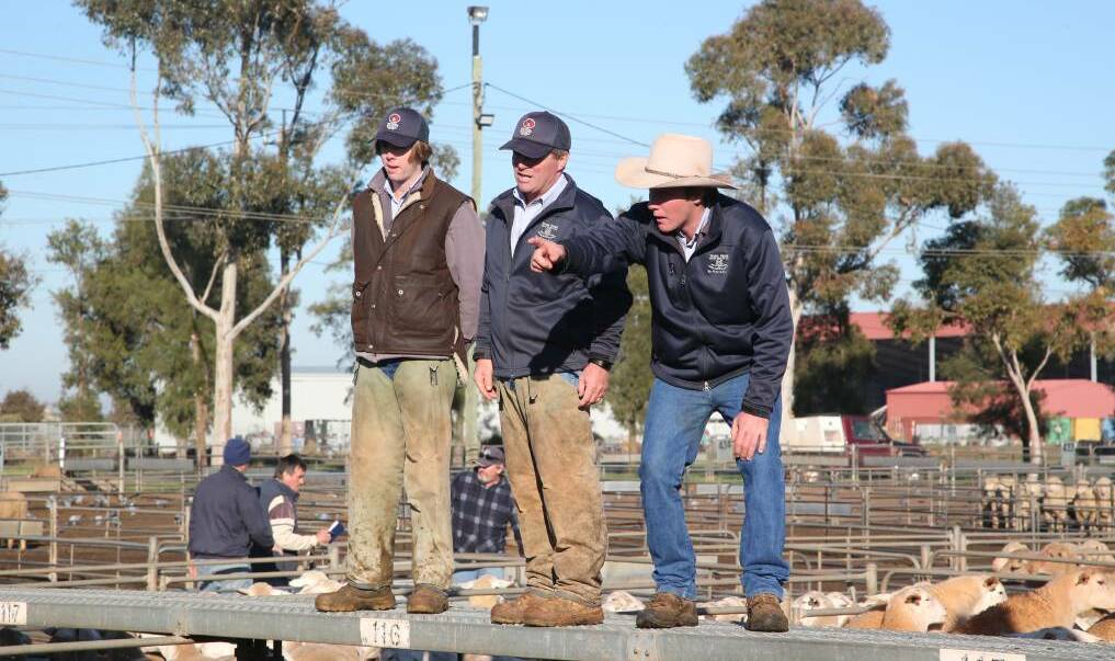 TAKING THE BIDS: A file image from the Griffith sheep and lamb sale. 
