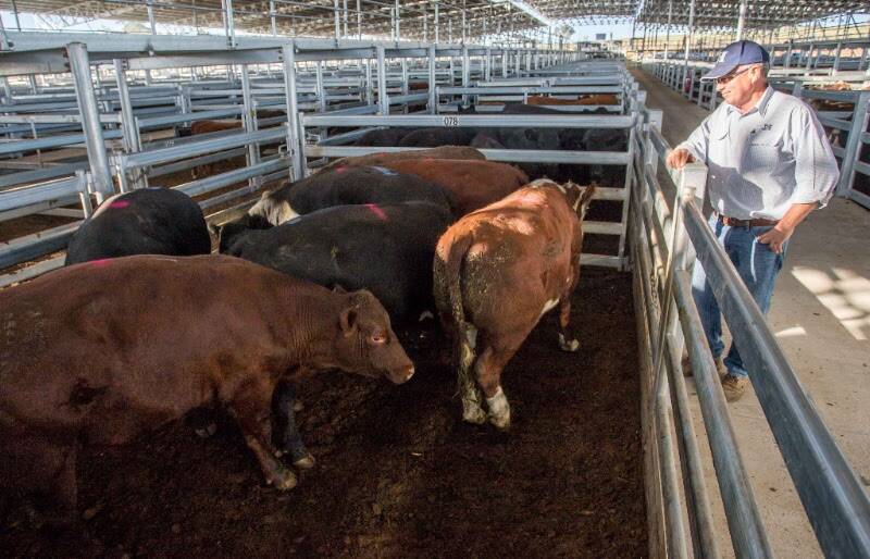 IDEAL RESULT: Michael Holmes, Jim Hindmarsh and Co, sold six cross bred steers on behalf of P and V McGrath, Braidwood, to a top of 265c/kg, av 598.3kg, $1585.58.