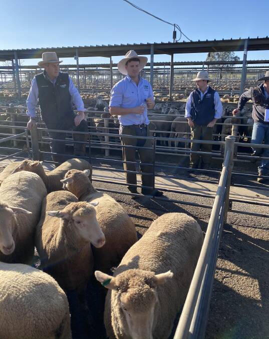 TAKING THE BIDS: Livestock agents from H Francis and Co, Wagga pictured at the sheep and lamb sale. Picture: H Francis and Co