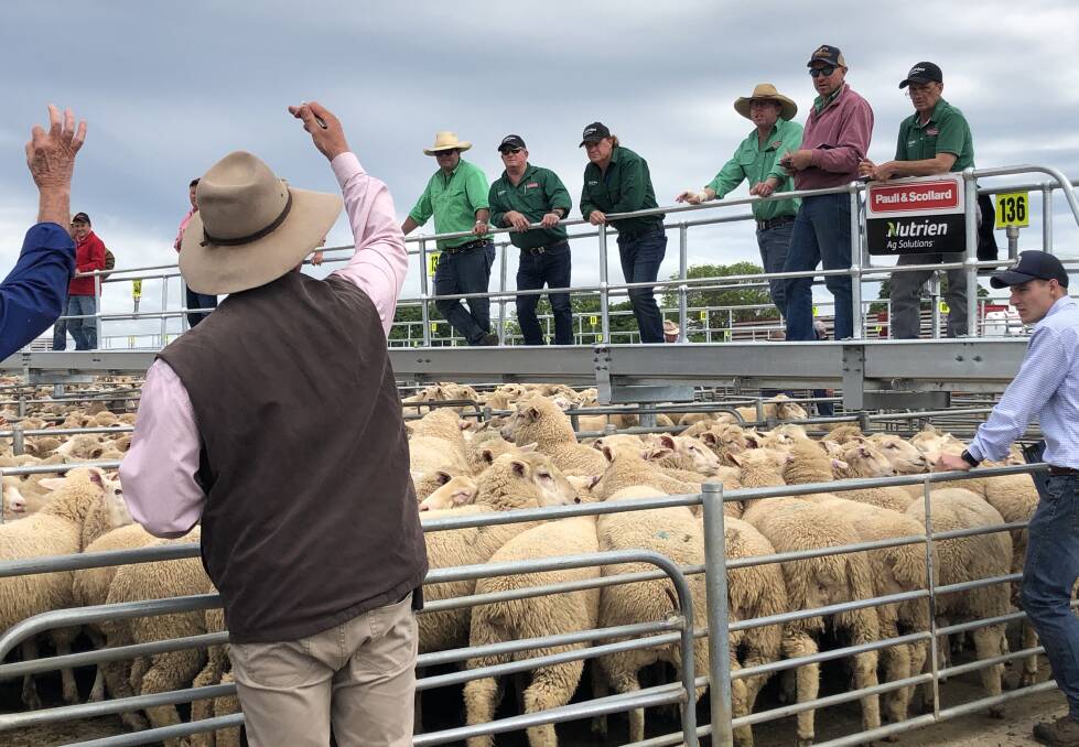 TAKING THE BIDS: Action from the weekly Corowa sheep and lamb market. Picture: Supplied