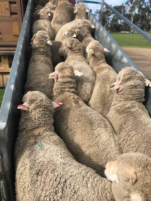 GENETICS: Loading up some of the trial sheep. 