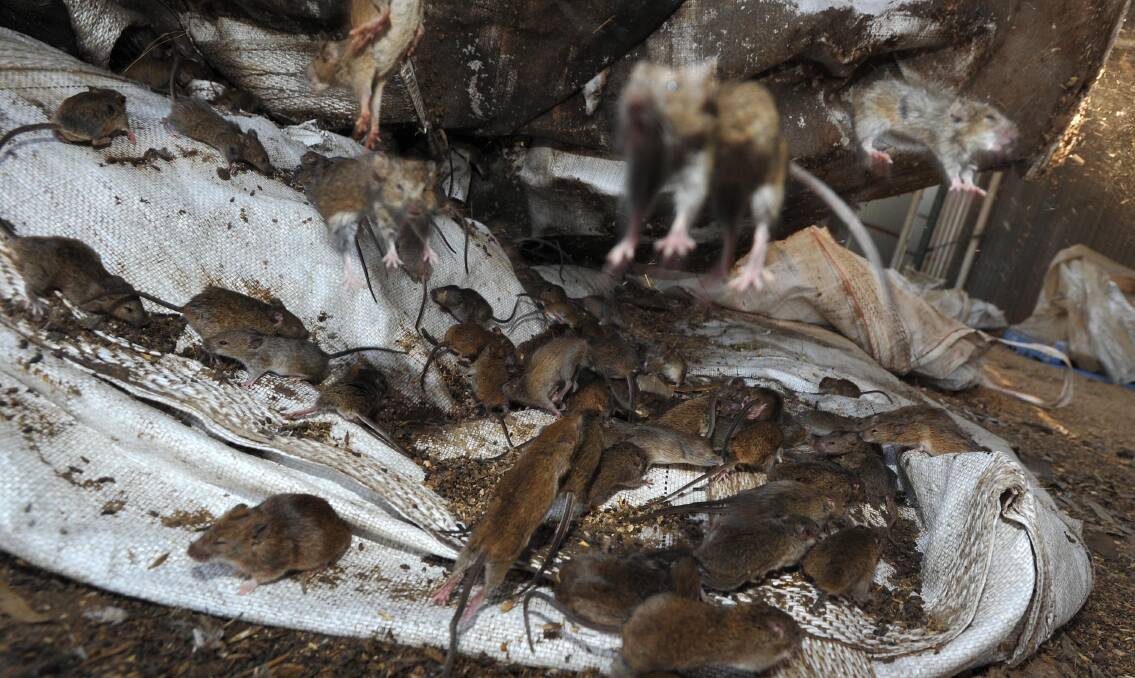TAKE THE BAIT: The mouse plague hits farmers and landholders in the Riverina and Southern NSW hard. But authorities say it is not as bad as the plague in 2011. 