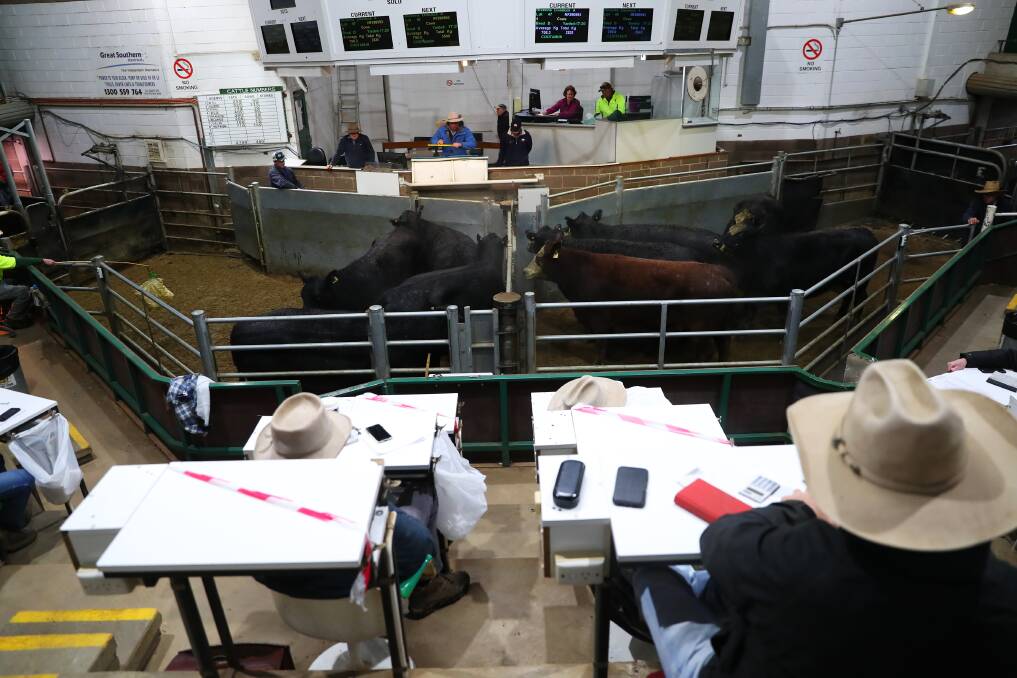 RINGSIDE: A file image from the selling ring at Wagga Livestock Marketing Centre. Picture: Emma Hillier