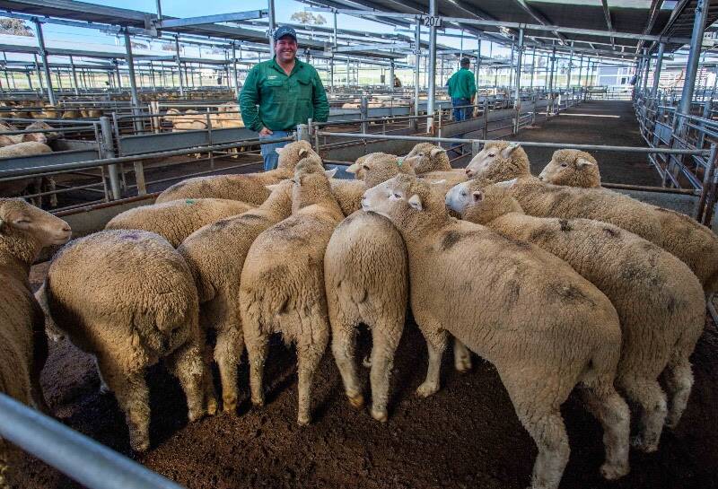 MEET THE MARKET: Toby Elliott of Nutrien Livestock, sold 15 cross bred lambs on behalf of J & J Mooney, Tarago for $209.6. Picture: Supplied