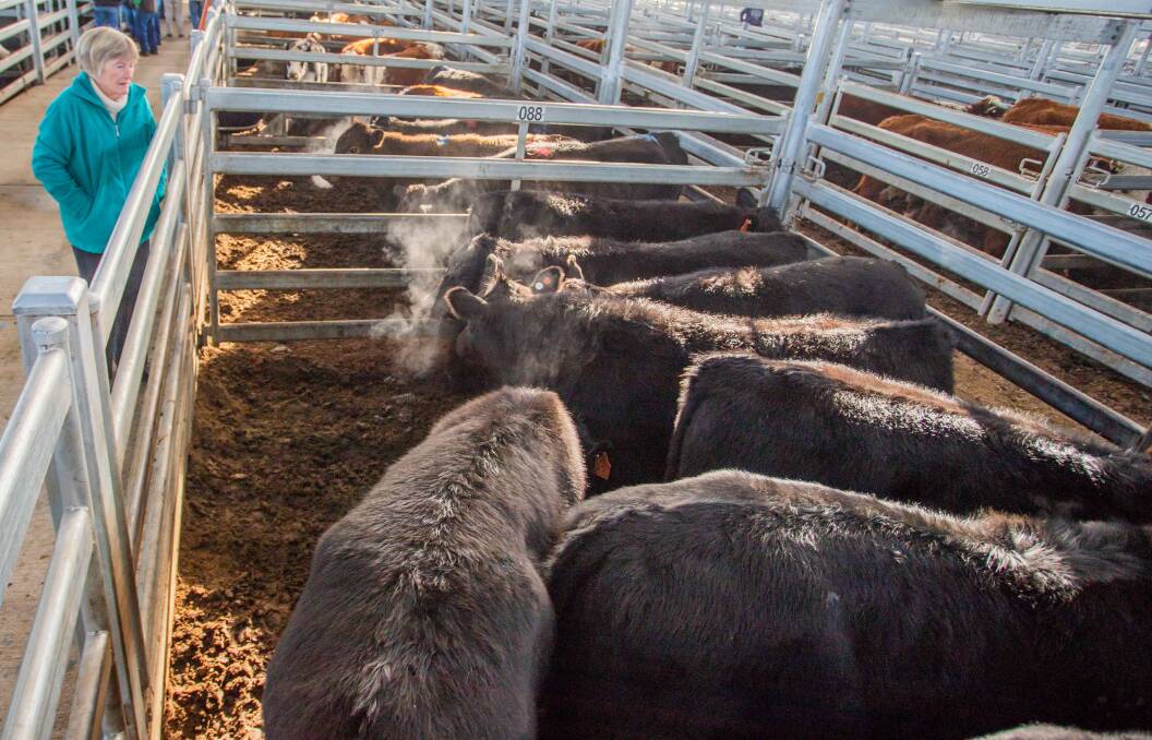 BUYER SUPPORT: Kay Andrews, Jeir Station,' at Jeir admires her 11 Angus cross steers which sold for 314.2c/kg, averatging 381.8kg and equating to $1200 a head. 