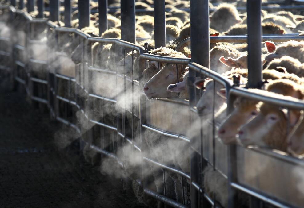 MEET THE MARKET: Pens of lambs at the Wagga Livestock Marketing Centre. Picture: Les Smith