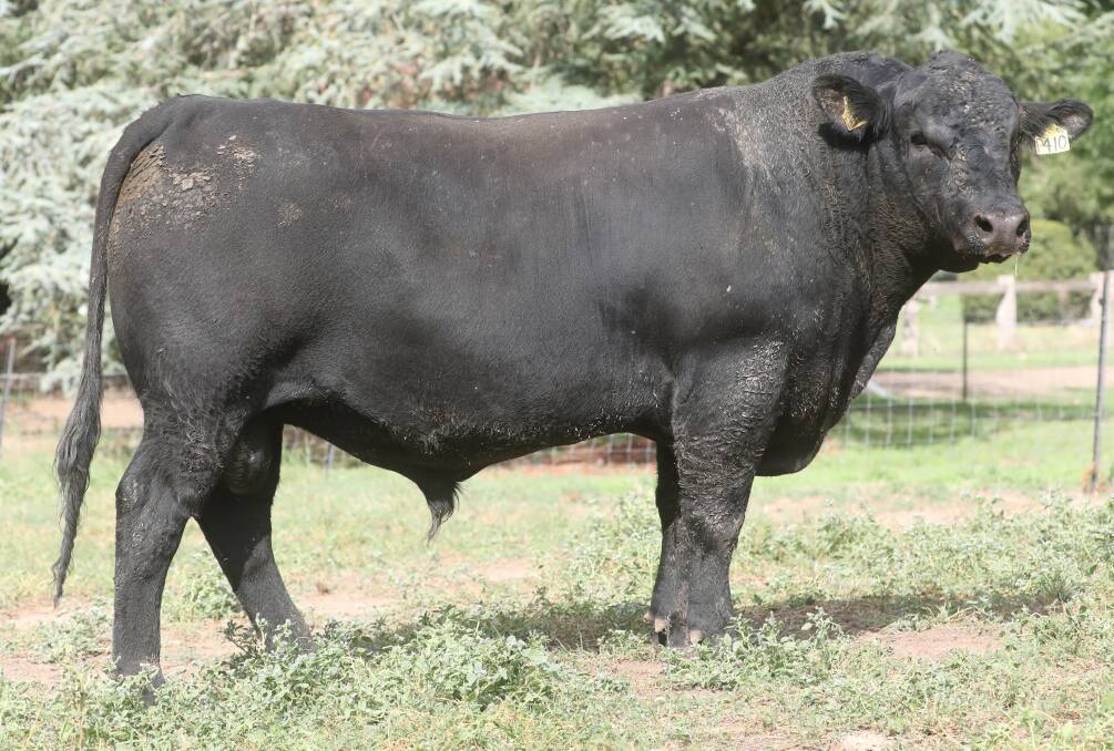 DONATION: Wagga branch of Can Assist will benefit from the proceeds of a young bull to be sold at the Reiland Angus sale next month. Picture: Supplied