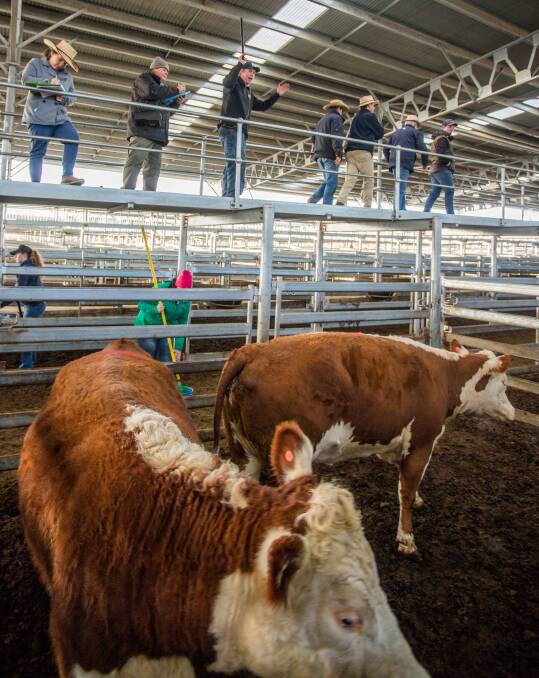 TAKING STOCK: MD and JJ Anderson sell Hereford cows on behalf of Helen and Paul Corby for 255c/kg, averaging 712.5kg, and equating to $1816.88 a head. 