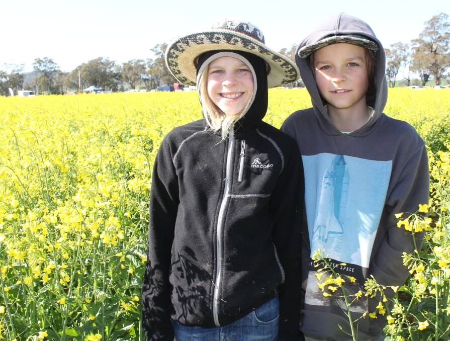 FIELDS OF GOLD: Annie McDonald, 11, and her brother Luca, 9 of the Blue Mountains inspect the canola trials at Henty.