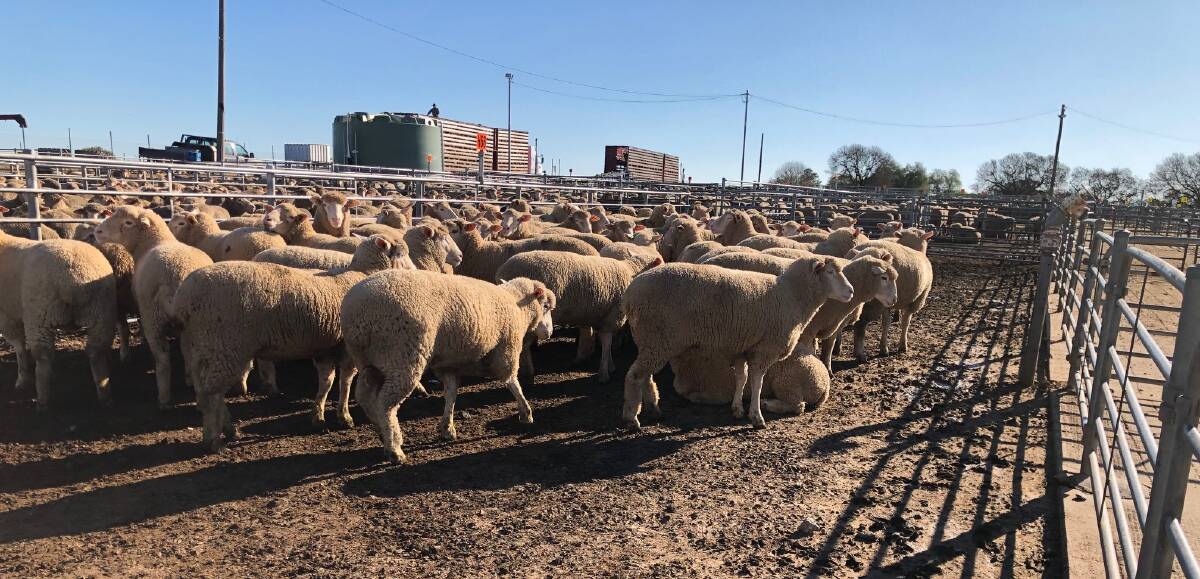DELIVERY: Export lambs in Corowa waiting to be trucked to their destination. Picture: Supplied
