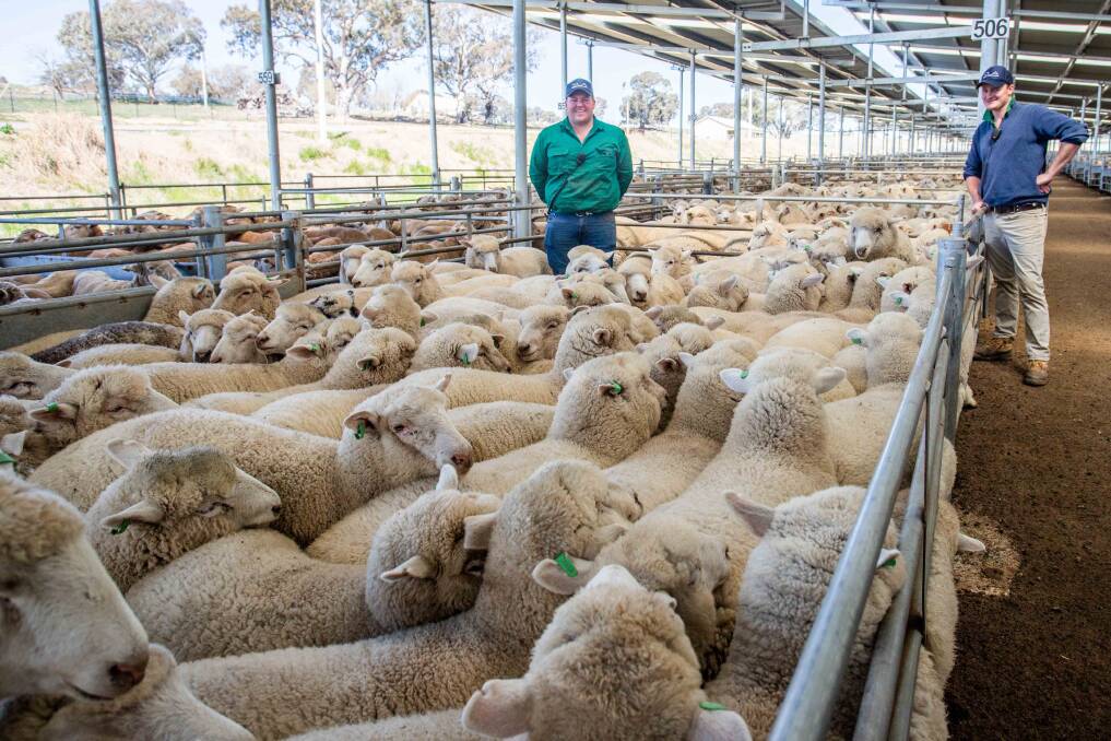 MEET THE MARKET: Toby Elliot and Charlie Croker, sold 181 lambs on behalf of J Shiel, Lake Bathurst, to a top of $190. Picture: Supplied