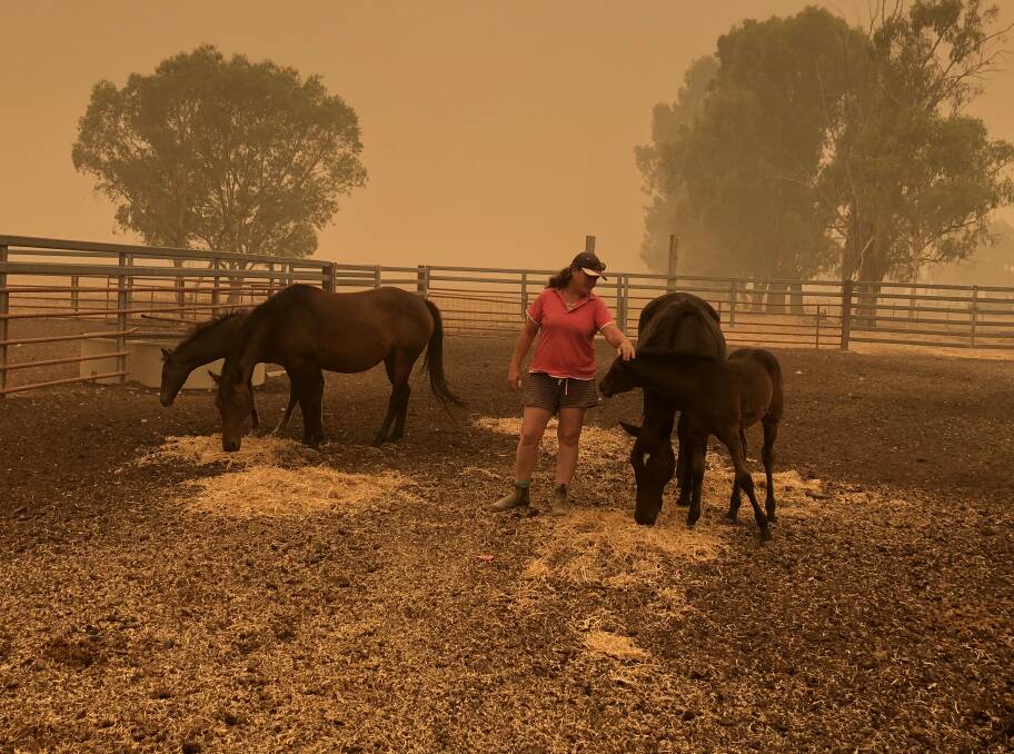 SAFE PLACE: Mares and foals from Tumbarumba are are being looked after by Katie Henderson at Borambola in southern NSW. 