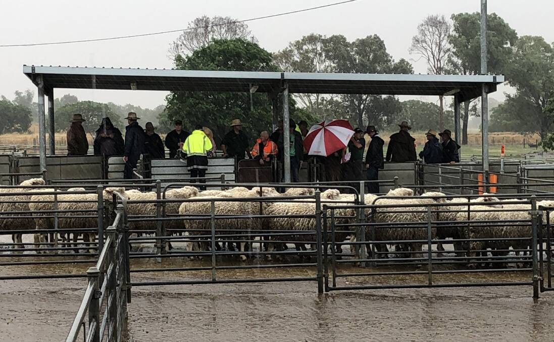 TAKE COVER: Rain arrives during the Corowa sheep and lamb market in southern NSW on Monday. Picture: Supplied 