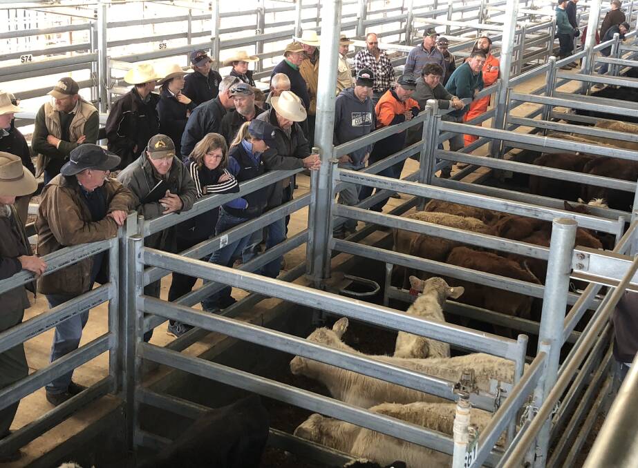 AT THE RAIL: Action from the store pens at Wagga. 