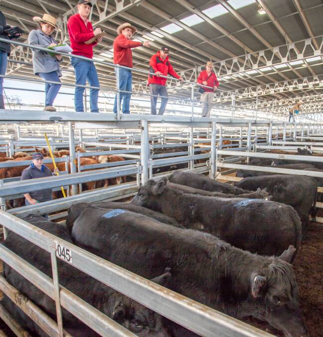 COMPETITION FLOWS: Elders sold Angus cross steers on behalf of P and S Bush, Yass, to 280c/kg equating to $1680 a head.