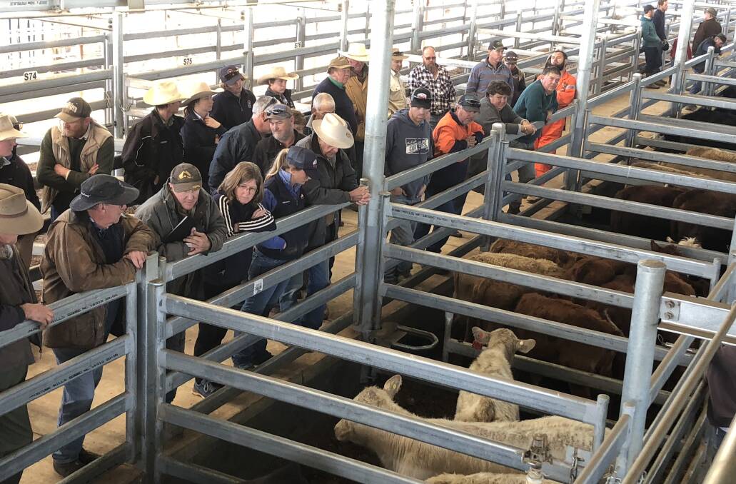 BUYERS: A file image from the store cattle pens at Wagga market. 