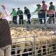 FROM THE CATWALK: Livestock agents at the Corowa sheep and lamb market. 