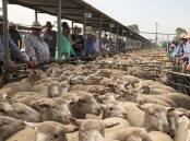 BUYERS: Placing bids during Wagga sheep and lamb market. 