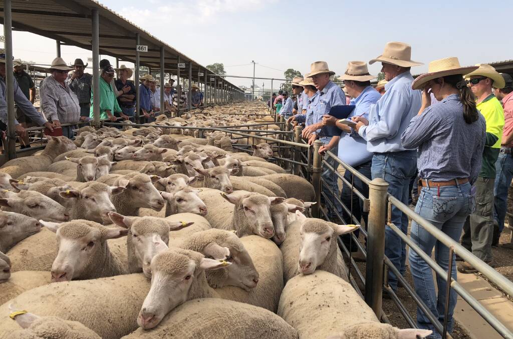 VALUES: Action from the rail at Wagga sheep and lamb sale. 