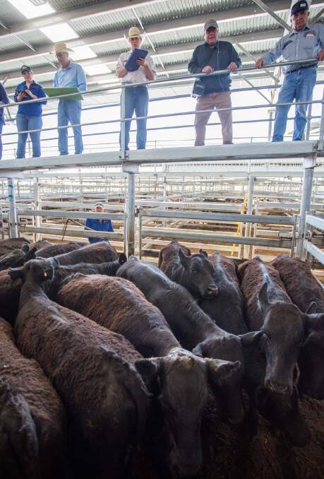 ON THE CATWALK: Michael Hall Livestock and Property sold a total of 28 Angus cross steers on behalf of McLean and McLean to a top of 298.5c/kg weighing an average of 354.2kg to make $1057.19. 
