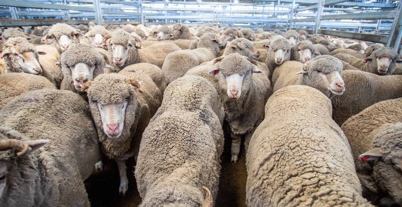 UNDER THE HAMMER: Ian Culley sold 157 Merino Wethers with Elders to a sale top of $220 a head. Picture: Supplied
