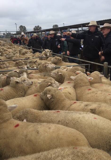 EXCEPTIONAL: These lambs offered by Goulburn vendors were sold with Landmark Wagga's Peter Cabot at the rail for a new Australian record of $354.20. Picture: Ned Balharrie 