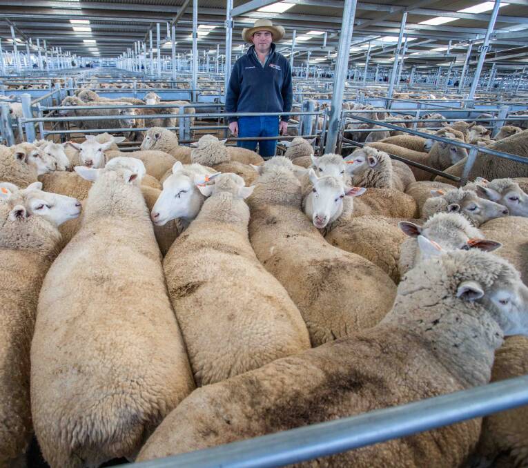 STANDOUT PEN: Willow Creek Pastoral at Bookham topped the market. The lambs are pictured with Corey Nicholson, Holman Tolmie and made $265. 