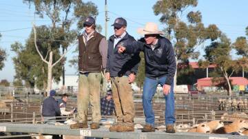 ON THE CATWALK: A file image from the weekly Griffith sheep and lamb market. 