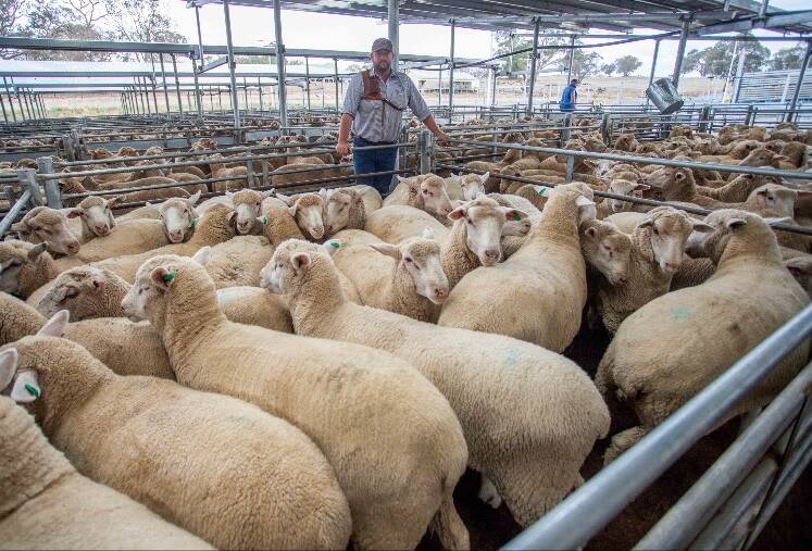 DEMAND: Phill, Butt Livestock, sold cross bred lambs to a top of $290 a head on behalf of Coralyn Pastoral Co, Greenthorpe, to top the market. Picture: Supplied