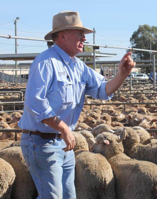 TOP DOLLAR: Rodwells livestock agent Anthony Cummins is pictured at the Wagga sheep and lamb sale. Picture: Nikki Reynolds 