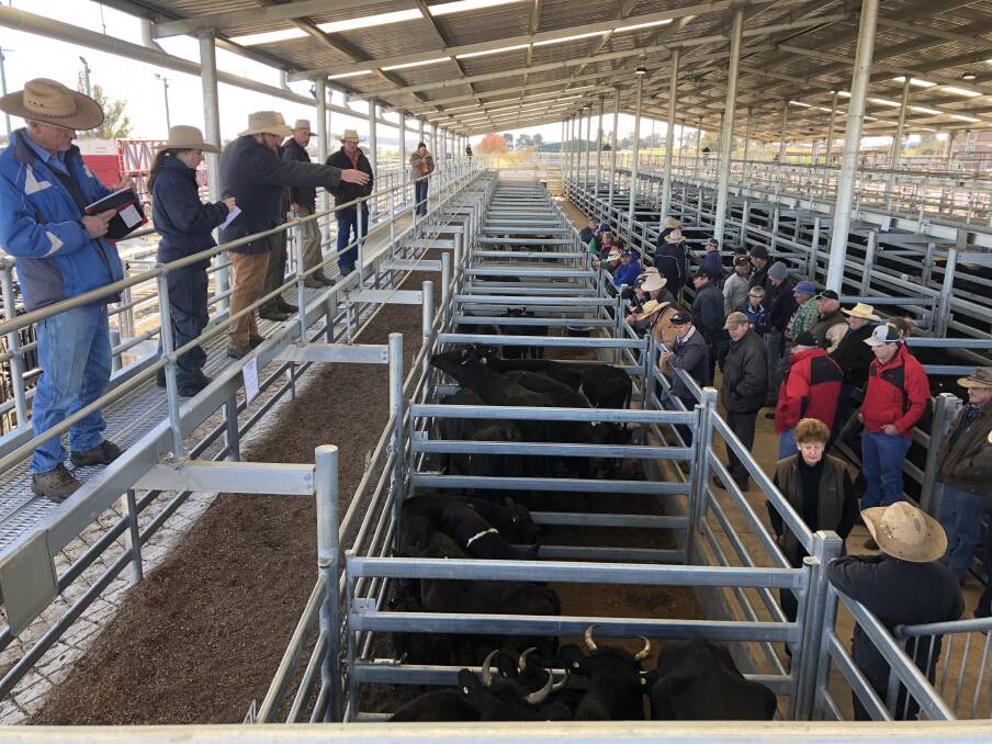 FROM THE CATWALK: Action from the Wagga store cattle selling pens. 