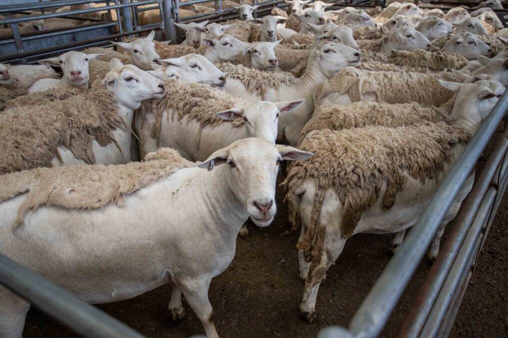 DEMAND: J Buckman, Good Hope sold 46 Australian White Ewes with AgStock for $360 a head at SELX. Picture: Supplied 