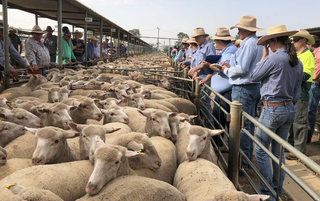HAMMER FALLS: A file image from the Wagga sheep and lamb market. 