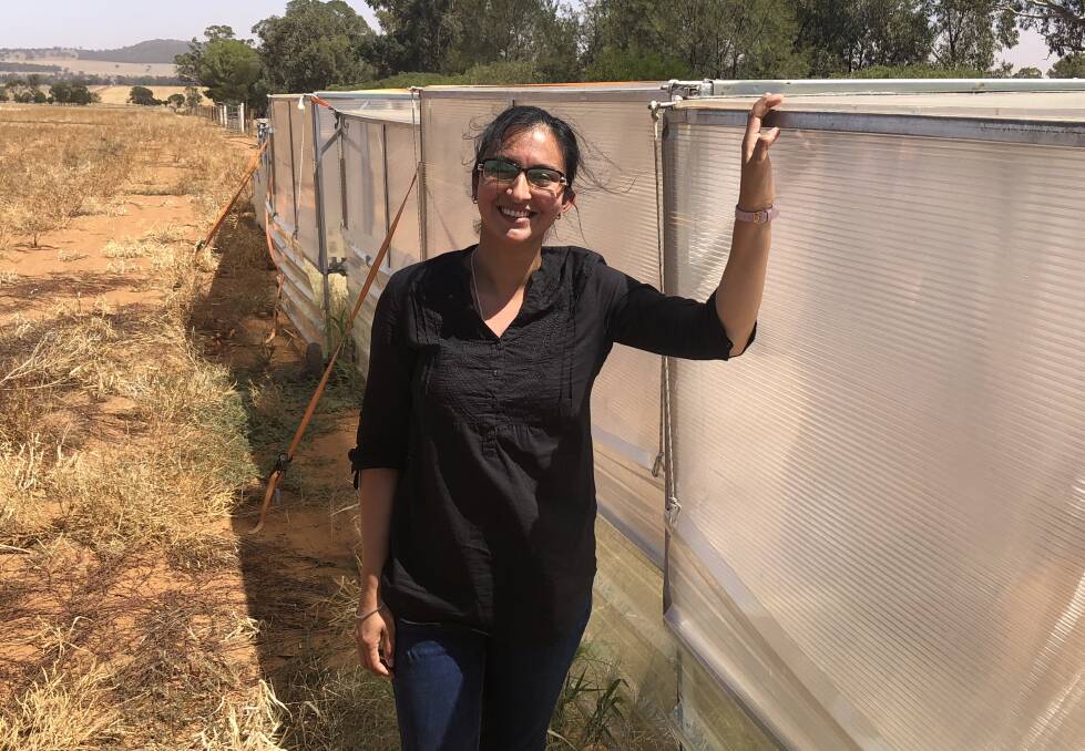 IN THE FIELD: Department of Primary Industries crop physiologist Rajneet Uppal will talk at the GRDC update in Wagga. Picture: Nikki Reynolds